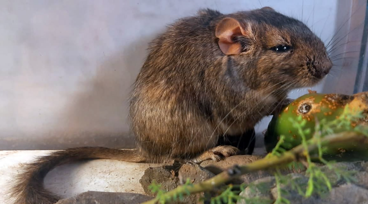 Descubren una nueva especie de roedor en un parque nacional argentino
